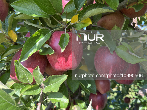 Apples are growing on a tree at an apple orchard in Stouffville, Ontario, Canada, on September 24, 2023. 