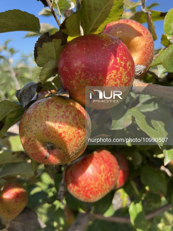 Apples are growing on a tree at an apple orchard in Stouffville, Ontario, Canada, on September 24, 2023. 