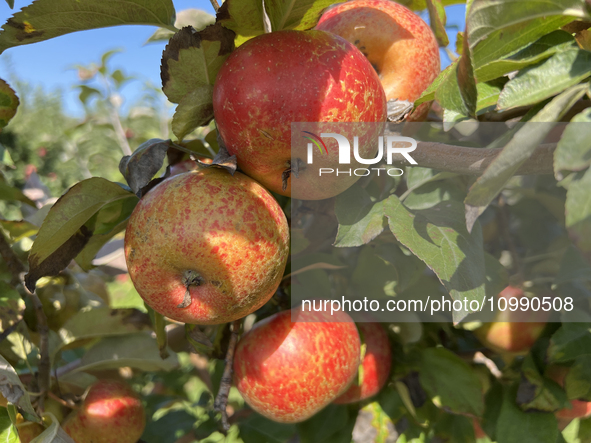 Apples are growing on a tree at an apple orchard in Stouffville, Ontario, Canada, on September 24, 2023. 