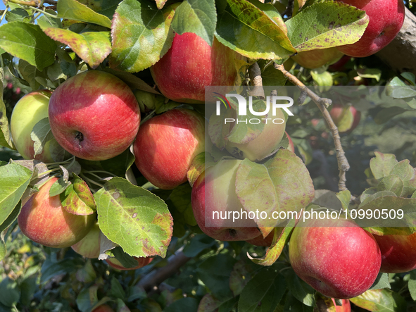 Apples are growing on a tree at an apple orchard in Stouffville, Ontario, Canada, on September 24, 2023. 