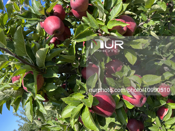 Apples are growing on a tree at an apple orchard in Stouffville, Ontario, Canada, on September 24, 2023. 