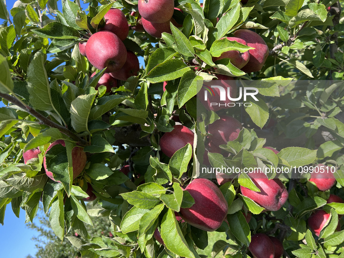 Apple Picking In Canada