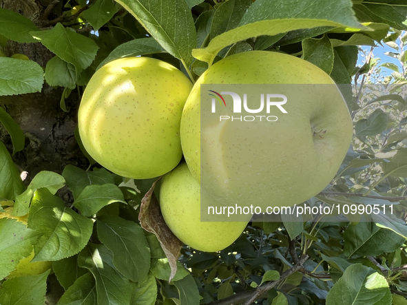 Apples are growing on a tree at an apple orchard in Stouffville, Ontario, Canada, on September 24, 2023. 