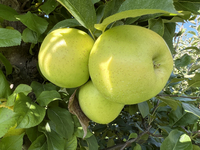 Apples are growing on a tree at an apple orchard in Stouffville, Ontario, Canada, on September 24, 2023. (