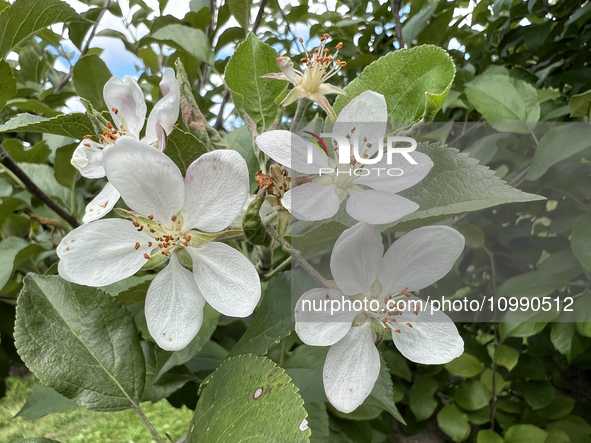 Flowers are blooming on an apple tree in an apple orchard in Stouffville, Ontario, Canada, on September 24, 2023. 