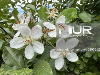 Flowers are blooming on an apple tree in an apple orchard in Stouffville, Ontario, Canada, on September 24, 2023. (