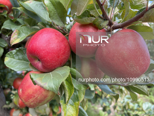 Apples are growing on a tree at an apple orchard in Stouffville, Ontario, Canada, on September 24, 2023. 