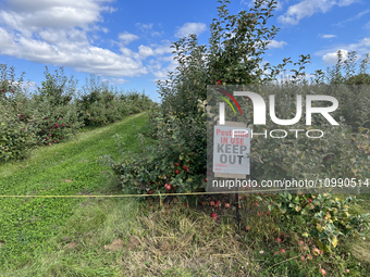 A sign is warning of pesticide use on apple trees at an apple orchard in Stouffville, Ontario, Canada, on September 24, 2023. (