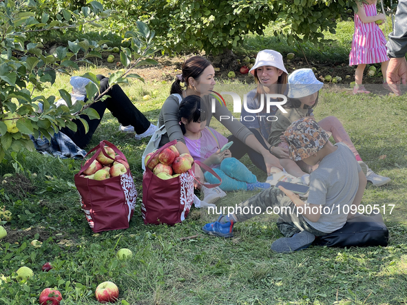 People are picking apples at an apple orchard in Stouffville, Ontario, Canada, on September 24, 2023. 