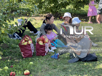 People are picking apples at an apple orchard in Stouffville, Ontario, Canada, on September 24, 2023. (