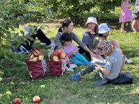 People are picking apples at an apple orchard in Stouffville, Ontario, Canada, on September 24, 2023. (