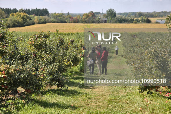 People are picking apples at an apple orchard in Stouffville, Ontario, Canada, on September 24, 2023. 