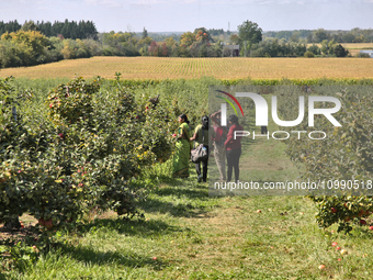 People are picking apples at an apple orchard in Stouffville, Ontario, Canada, on September 24, 2023. (