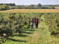 People are picking apples at an apple orchard in Stouffville, Ontario, Canada, on September 24, 2023. (