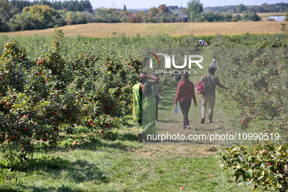 People are walking through an apple orchard in Stouffville, Ontario, Canada, on September 24, 2023. 