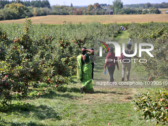 People are walking through an apple orchard in Stouffville, Ontario, Canada, on September 24, 2023. (