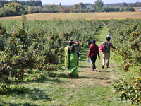 People are walking through an apple orchard in Stouffville, Ontario, Canada, on September 24, 2023. (