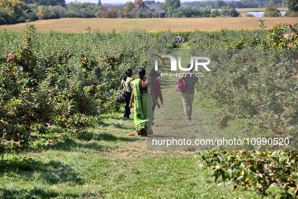 People are walking through an apple orchard in Stouffville, Ontario, Canada, on September 24, 2023. 