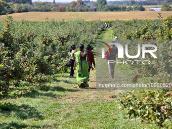 People are walking through an apple orchard in Stouffville, Ontario, Canada, on September 24, 2023. (