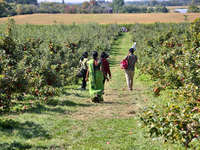 People are walking through an apple orchard in Stouffville, Ontario, Canada, on September 24, 2023. (