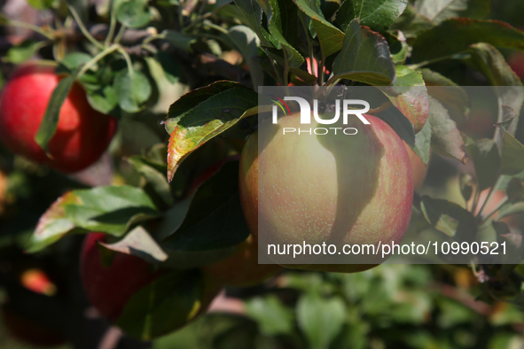 Apples are growing on a tree at an apple orchard in Stouffville, Ontario, Canada, on September 24, 2023. 