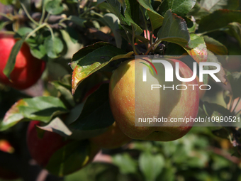 Apples are growing on a tree at an apple orchard in Stouffville, Ontario, Canada, on September 24, 2023. (