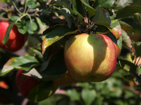 Apples are growing on a tree at an apple orchard in Stouffville, Ontario, Canada, on September 24, 2023. (