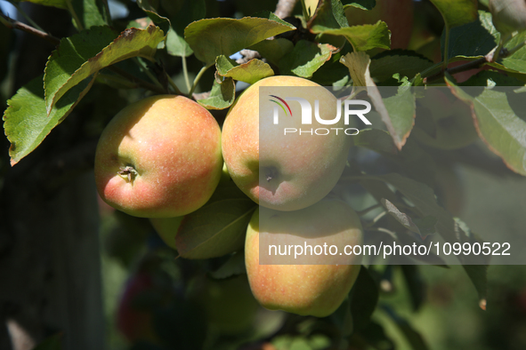 Apples are growing on a tree at an apple orchard in Stouffville, Ontario, Canada, on September 24, 2023. 