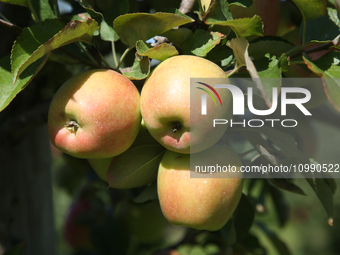 Apples are growing on a tree at an apple orchard in Stouffville, Ontario, Canada, on September 24, 2023. (