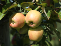 Apples are growing on a tree at an apple orchard in Stouffville, Ontario, Canada, on September 24, 2023. (