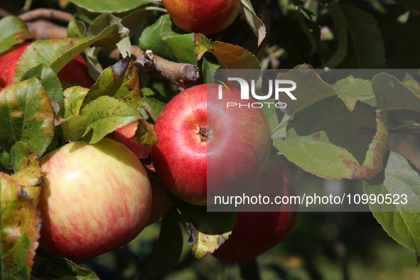 Apples are growing on a tree at an apple orchard in Stouffville, Ontario, Canada, on September 24, 2023. 