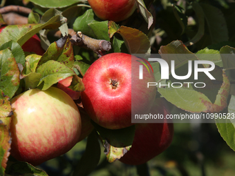 Apples are growing on a tree at an apple orchard in Stouffville, Ontario, Canada, on September 24, 2023. (