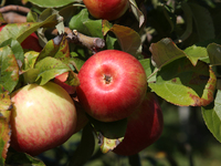 Apples are growing on a tree at an apple orchard in Stouffville, Ontario, Canada, on September 24, 2023. (