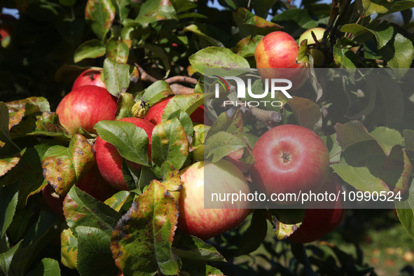 Apples are growing on a tree at an apple orchard in Stouffville, Ontario, Canada, on September 24, 2023. 