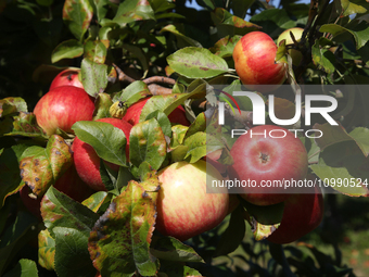 Apples are growing on a tree at an apple orchard in Stouffville, Ontario, Canada, on September 24, 2023. (