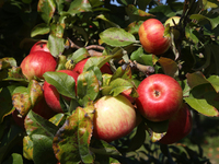 Apples are growing on a tree at an apple orchard in Stouffville, Ontario, Canada, on September 24, 2023. (