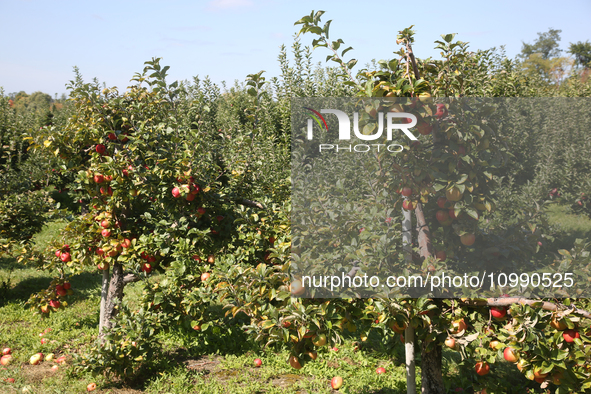 Apples are growing on trees at an apple orchard in Stouffville, Ontario, Canada, on September 24, 2023. 