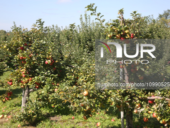 Apples are growing on trees at an apple orchard in Stouffville, Ontario, Canada, on September 24, 2023. (