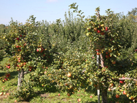 Apples are growing on trees at an apple orchard in Stouffville, Ontario, Canada, on September 24, 2023. (