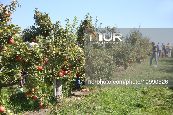 People are picking apples at an apple orchard in Stouffville, Ontario, Canada, on September 24, 2023. 