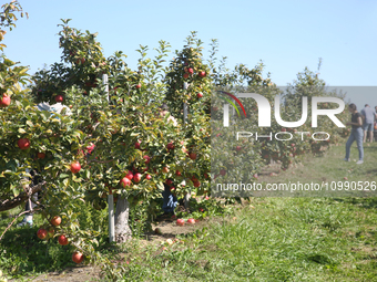 People are picking apples at an apple orchard in Stouffville, Ontario, Canada, on September 24, 2023. (