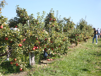 People are picking apples at an apple orchard in Stouffville, Ontario, Canada, on September 24, 2023. (