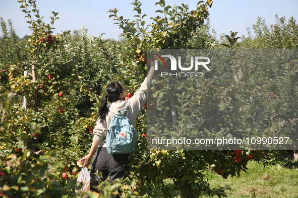 A woman is picking apples from a tree at an apple orchard in Stouffville, Ontario, Canada, on September 24, 2023. 