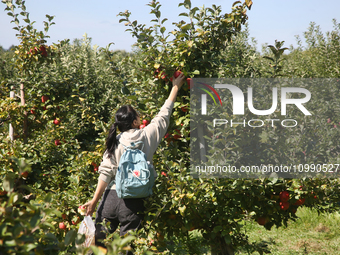 A woman is picking apples from a tree at an apple orchard in Stouffville, Ontario, Canada, on September 24, 2023. (