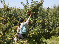 A woman is picking apples from a tree at an apple orchard in Stouffville, Ontario, Canada, on September 24, 2023. (