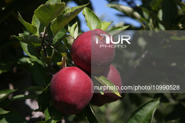 Apples are growing on a tree at an apple orchard in Stouffville, Ontario, Canada, on September 24, 2023. 