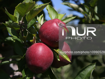 Apples are growing on a tree at an apple orchard in Stouffville, Ontario, Canada, on September 24, 2023. (