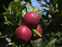 Apples are growing on a tree at an apple orchard in Stouffville, Ontario, Canada, on September 24, 2023. (