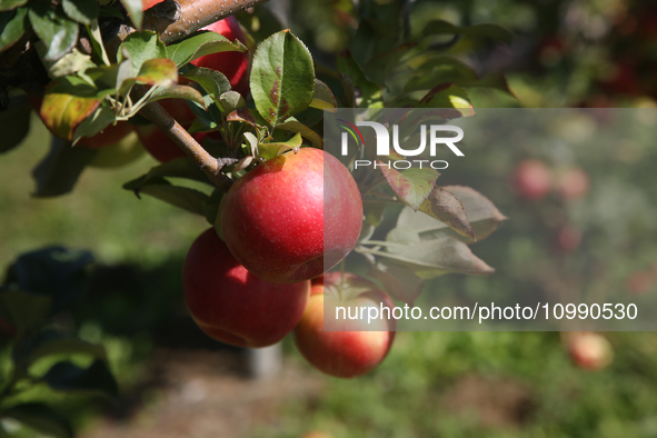 Apples are growing on a tree at an apple orchard in Stouffville, Ontario, Canada, on September 24, 2023. 