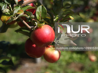 Apples are growing on a tree at an apple orchard in Stouffville, Ontario, Canada, on September 24, 2023. (